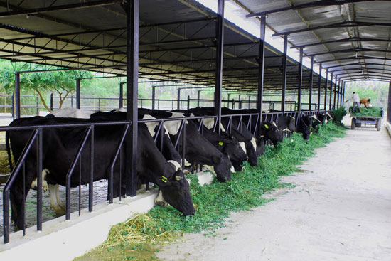 Establishing-a-Dairy-Farm-in-Bangladesh